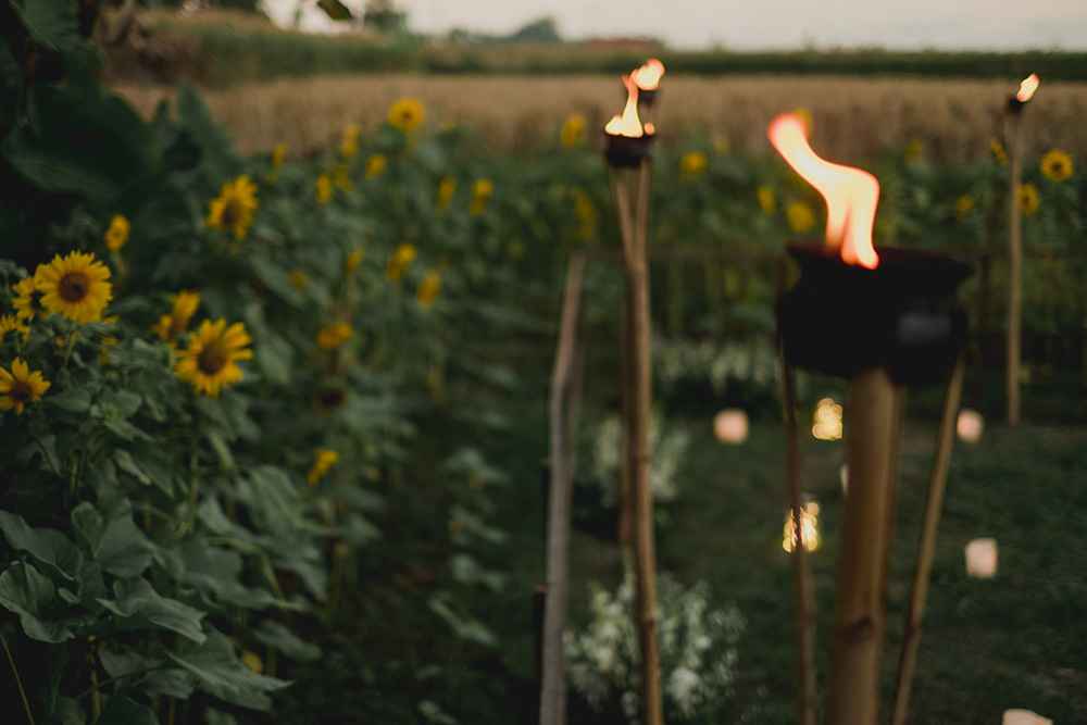 FTT---sunflower-garden