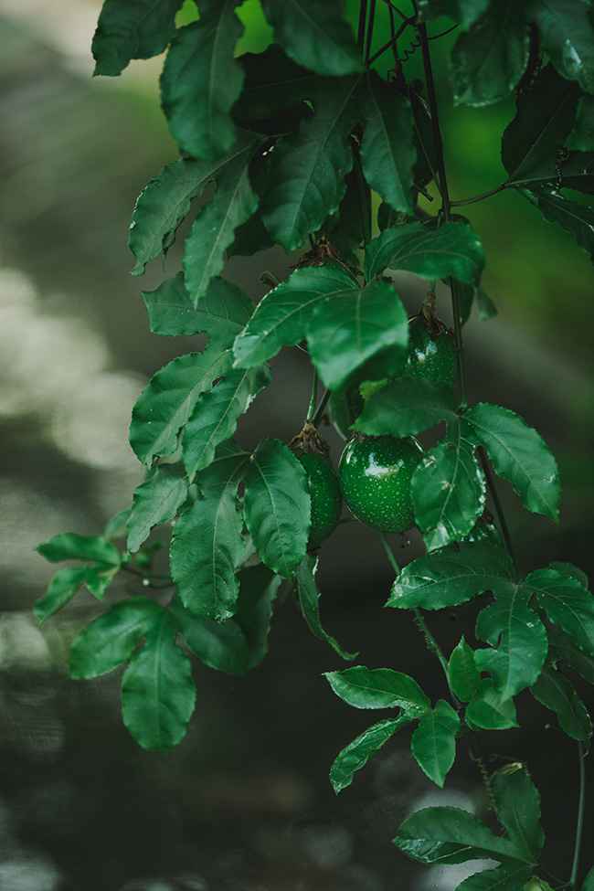 FTT---Passionfruit---1