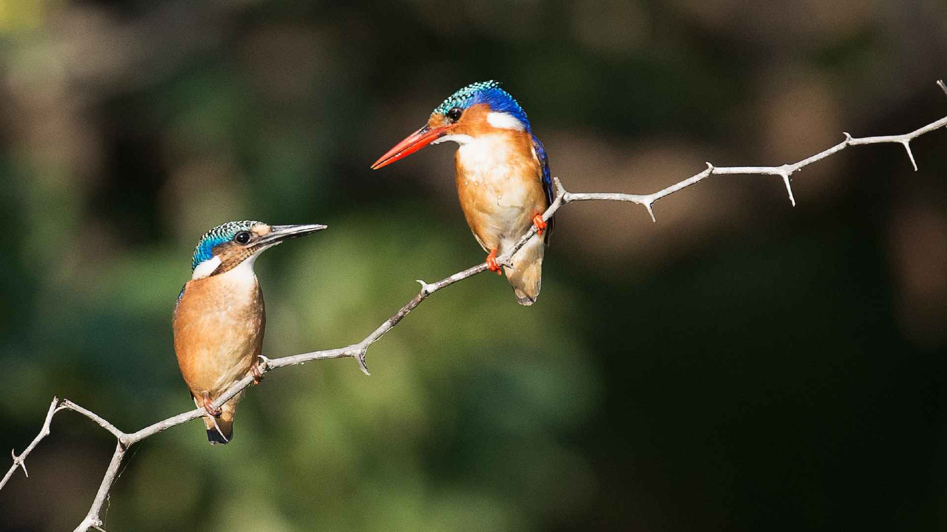 Kingfisher-at-Tanah-Gajah-a-Resort-by-Hadiprana-Ubud-Bali